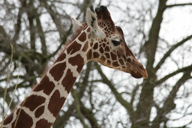 Fotoclubje Blijdorp 2008-89.jpg